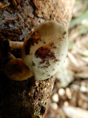 Rhizocybe albida