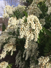 Pieris floribunda