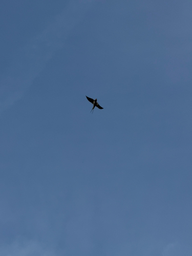 Andorinha-das-chaminés observed by leonor60810