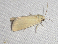 Neogrotella spauldingi