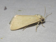 Neogrotella spauldingi