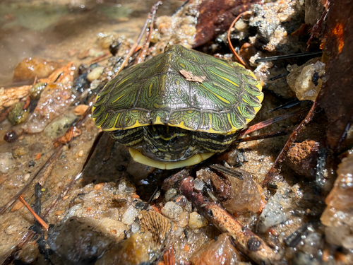 Pond Slider observed by katiep222