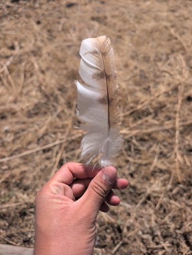 iNaturalist observation photo of American Barn Owl