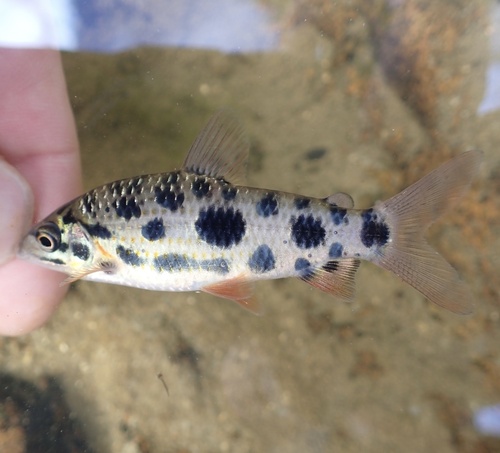 Nijssen's leporinus (Leporinus nijsseni) — Anostomidae — 3