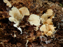 Rhizocybe albida