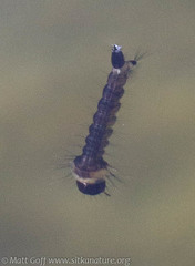Culiseta incidens