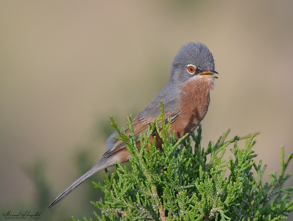 Foto de Tristram's Warbler