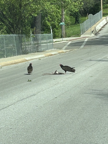 Virginia Opossum observed by tmriley