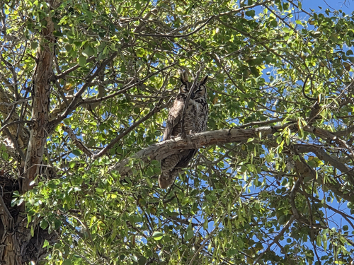 Great Horned Owl observed by mmdavis21