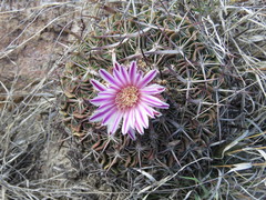 Echinofossulocactus tetraxiphus