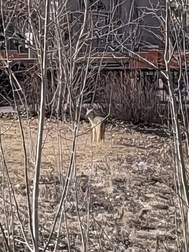 Coyote observed by lacebugs50