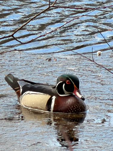 Wood Duck observed by mordou