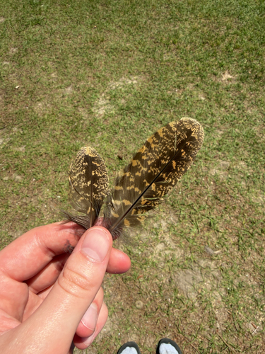 Chuck-will's-widow observed by najones459