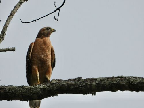 Red-shouldered Hawk observed by natgrace18