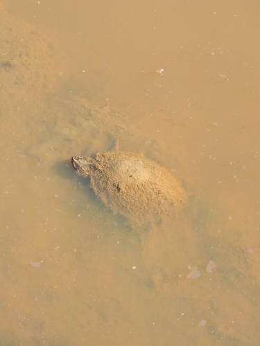 Eastern Musk Turtle observed by jmb82323