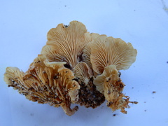 Rhizocybe albida