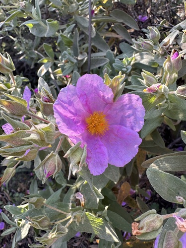 Avistamiento Cistus albidus
