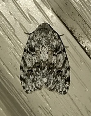 Clemensia ochreata