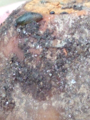 Arion intermedius