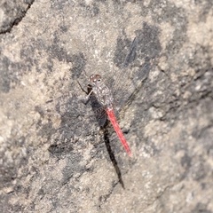 Bradinopyga strachani