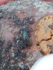 Arion intermedius