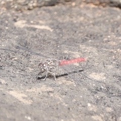 Bradinopyga strachani