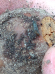 Arion intermedius