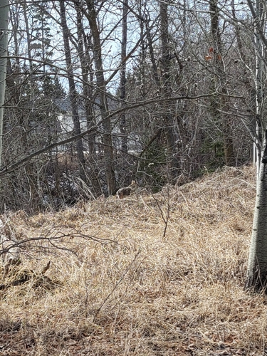 Coyote observed by lacebugs50