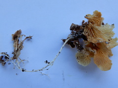 Rhizocybe albida