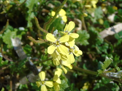 Enarthrocarpus arcuatus