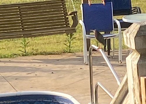 Green Heron observed by miurus20