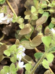 Veronica hederifolia-sublobata-triloba