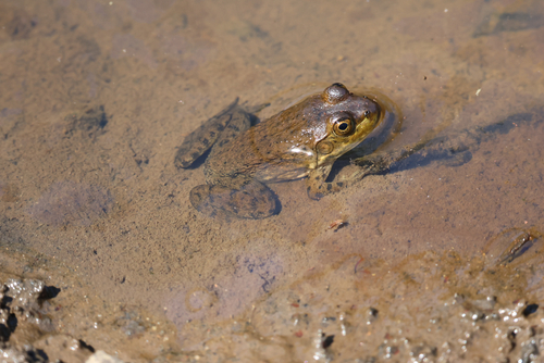 American Bullfrog observed by alexrfrias