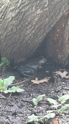American Bullfrog observed by lp3249