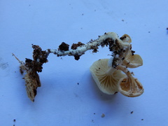 Rhizocybe albida
