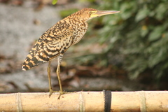 Tigrisoma lineatum