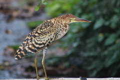 Tigrisoma lineatum