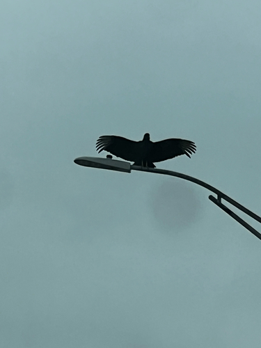 Black Vulture observed by noram1224