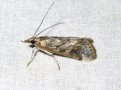 Loxostege allectalis