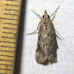 Loxostege allectalis