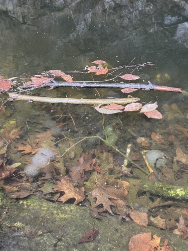 Spotted Salamander observed by ehilley
