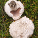 Agaricus crocodilinus - Photo (c) Mike Lusk, some rights reserved (CC BY-NC), uploaded by Mike Lusk