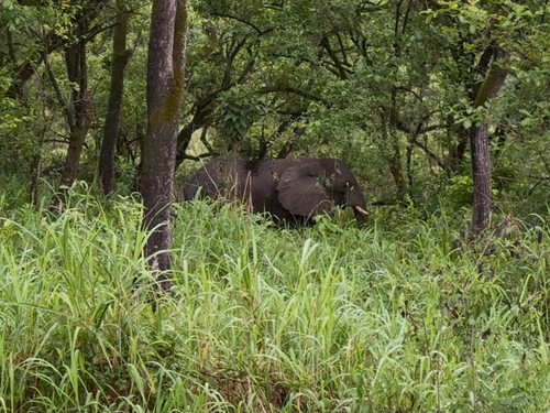 African Savanna Elephant