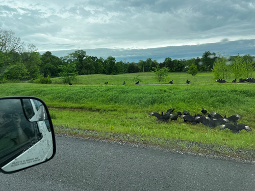 Black Vulture observed by noram1224