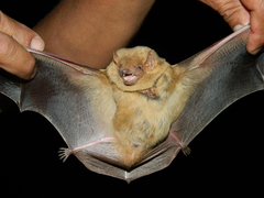 Lasiurus intermedius