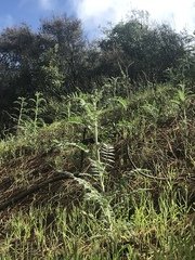 Astragalus brauntonii