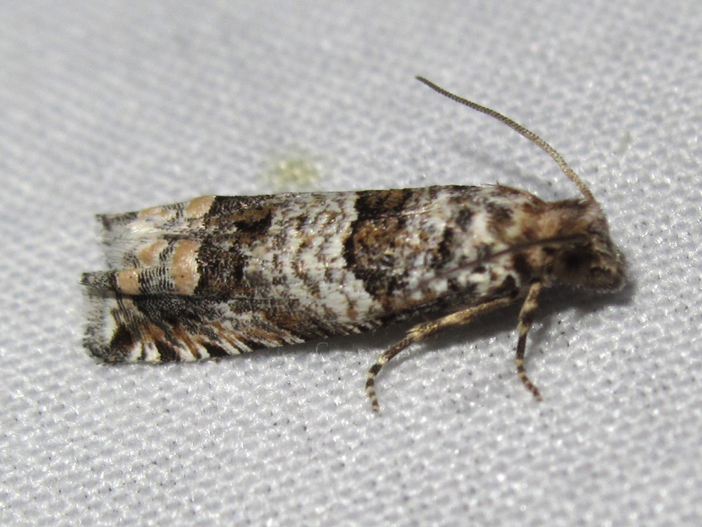 Pelochrista rosaocellana