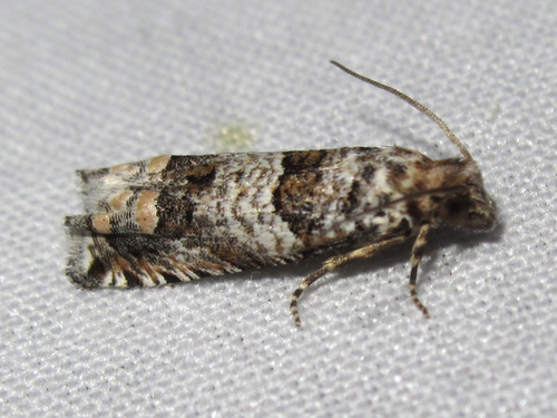 Pelochrista rosaocellana