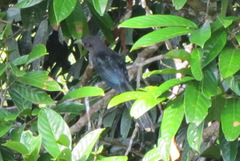 Phaenicophaeus diardi