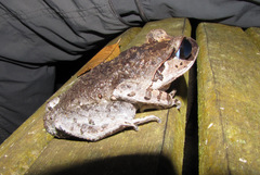 Leptobrachium